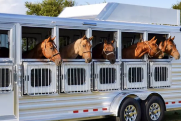 Horse Trailer Insurance: Do You Really Need It?